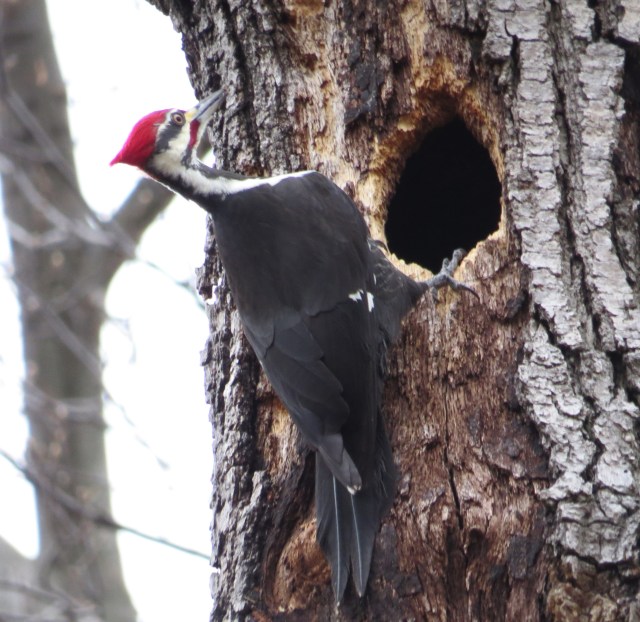 Male Pileated woodpecker 