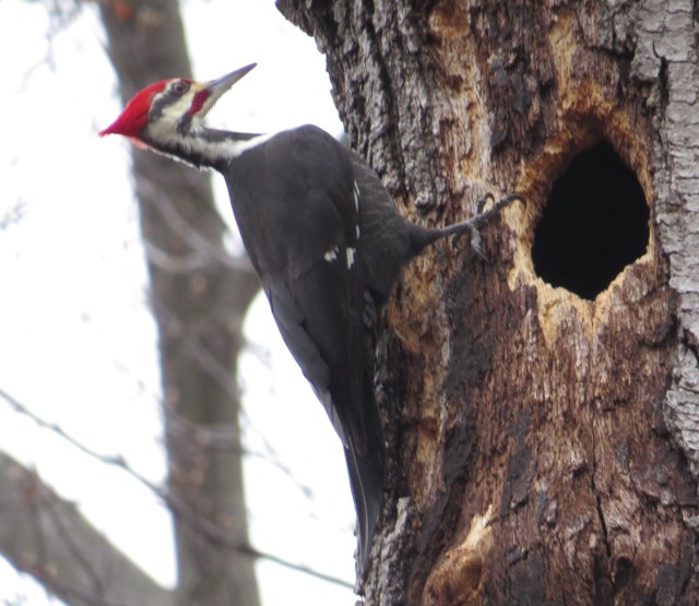 Male Pileated woodpecker again - I was so fortunate to get these shots