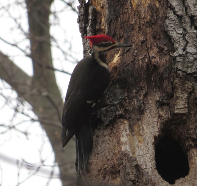 Third (and final) male Pileated woodpecker. This was so much fun. 