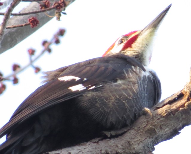A handsome male Pileated woodpecker, this time at Pony Pasture, close to the edge of the river