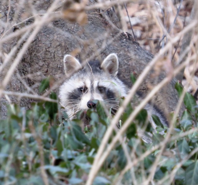 Cute! And probably hungry.