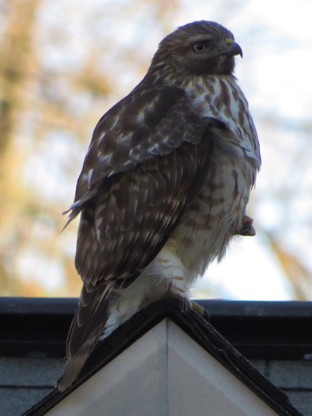 Very literally across the street from my extremely suburban home. I was and am amazed and gratified. 