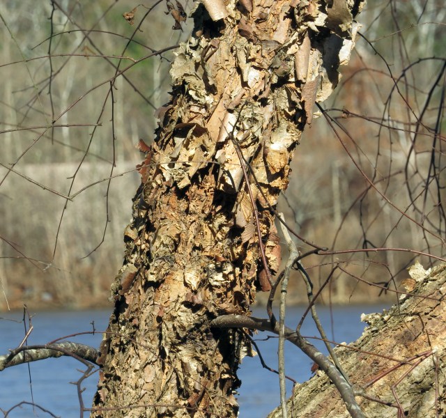 River birch - Betula nigra - VERY distinctive