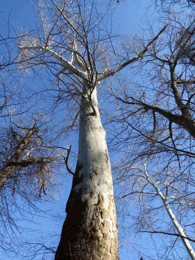 December sycamore, from the ground up