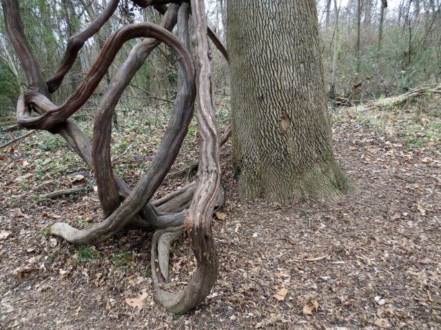 Massive grape vine, massive ash tree
