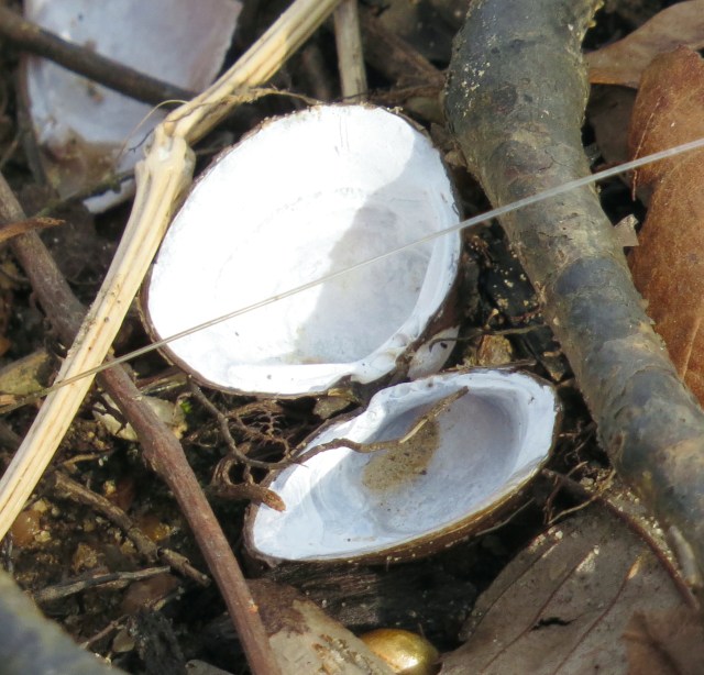 Two halves of a shell - that puts the "bi" in "bivalve." 