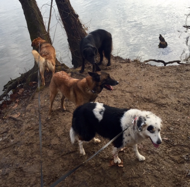 Sixteen furry legs about to get very wet! 