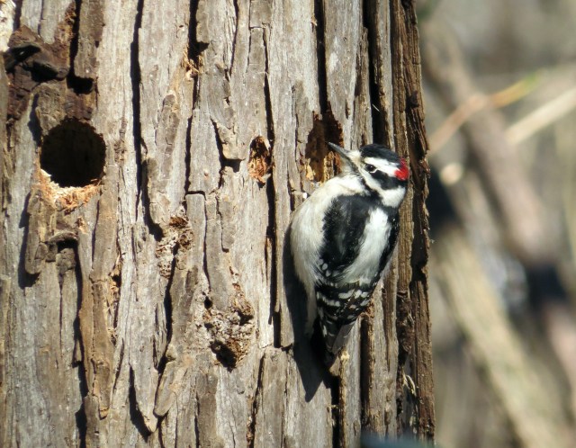Handsome male Downy woodpecker (Picoides pubescens)