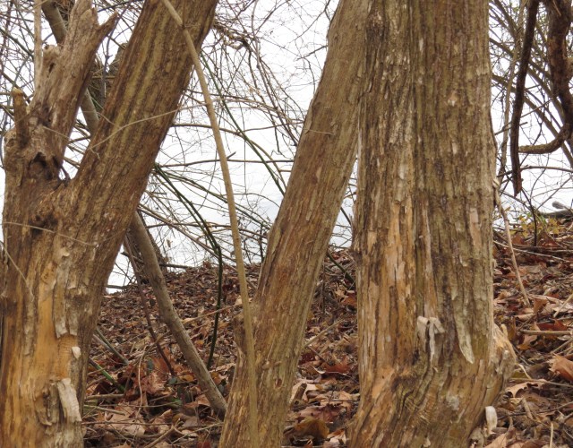 Bush honeysuckle (Lonicera maakii or Lonicera morrowii)