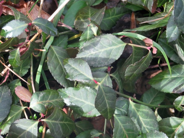 Wintercreeper (Euonymus fortunei)