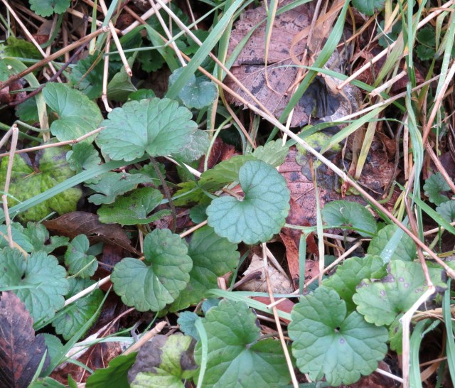 Gill-over-the-Ground  (Glechoma hederacea)