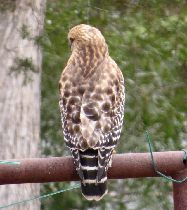 Nice looking Red-shouldered hawk (Buteo lineatus) 