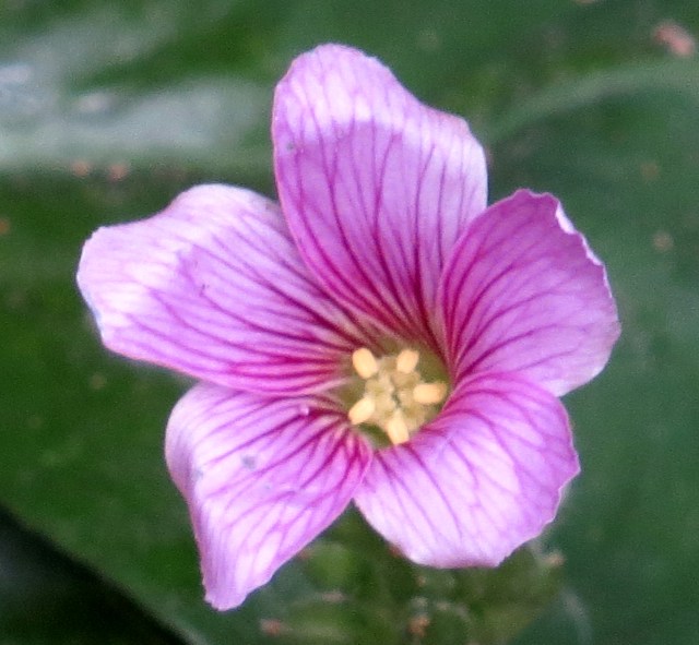 It was very tiny. But what a cheerful sight in January. 