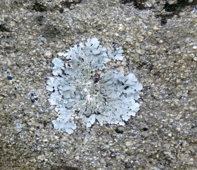 Currently and unidentified lichen. But in time I'll know what it is.