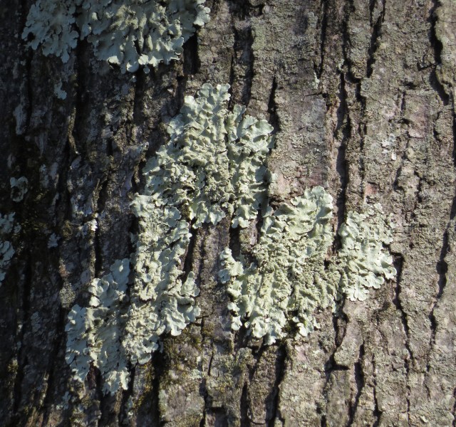 Lichen on tree bark at Pony Pasture