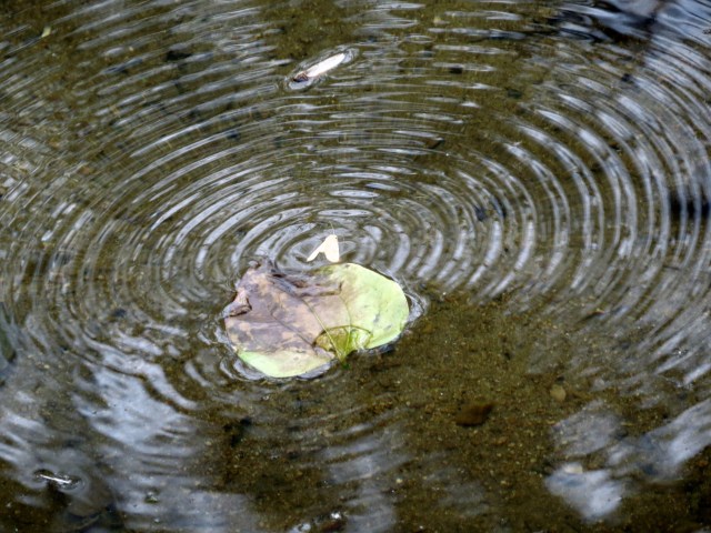 Moth ending its days making a pleasing pattern on the surface of the creek