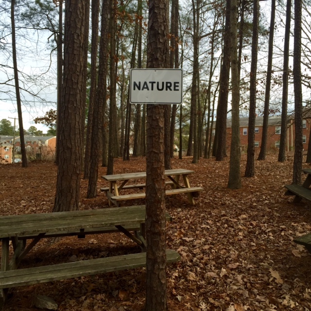 Isn't that amazing? Thank goodness I'd seen an actual wild hawk earlier in the day. 