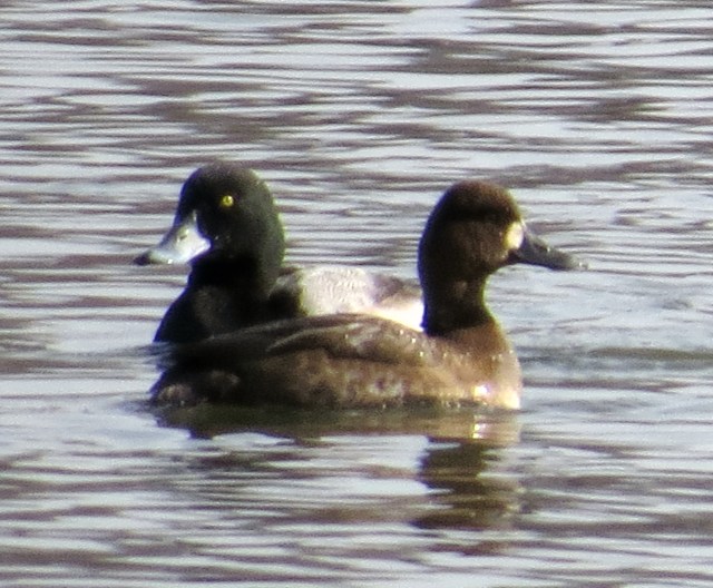 Male and female Ring-necked duck, James River, Richmond, VA