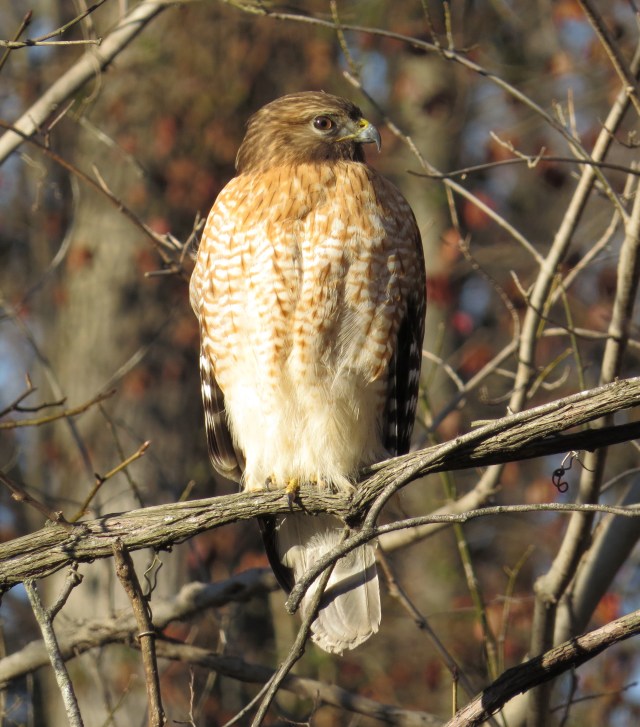 Red-shouldered hawk 