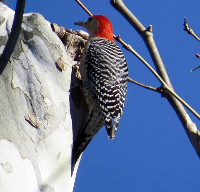 Male Red-bellied woodpecker, investigating the cranny the bluebirds had just investigated