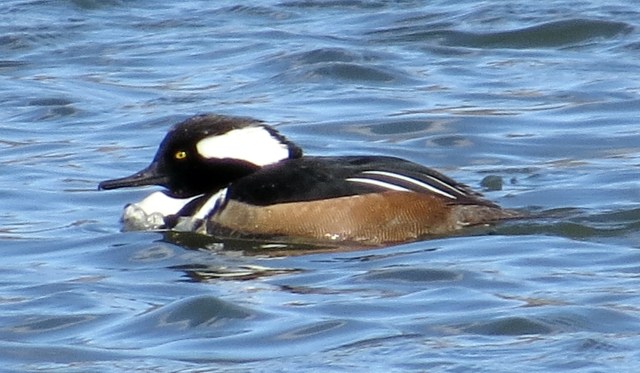 Handsome male Hooded merganser