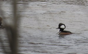Male hooded merganser (tail of a female just to the left) 