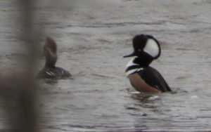Male merganser strutting his stuff. Female slightly visible on the left. 