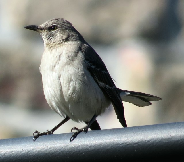 Not very artistic, but that light is so beautiful. And so is the mockingbird. 