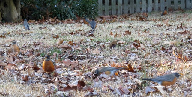 A small sliver of a yard filled with robins. 
