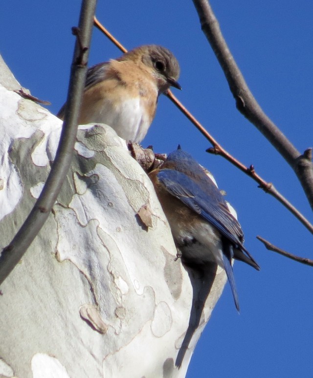 Pair of bluebirds investigating a cranny 