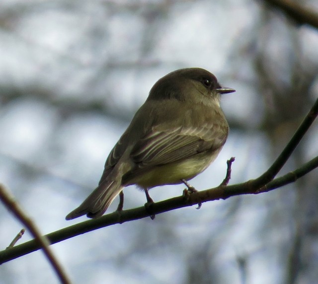 Delicate and graceful Eastern Phoebe at Pony Pasture 