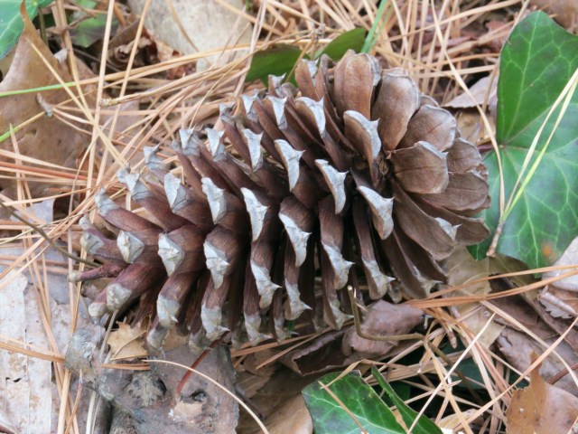 A delicious (possibly) loblolly pine cone. There just HAS to be some calories there! 