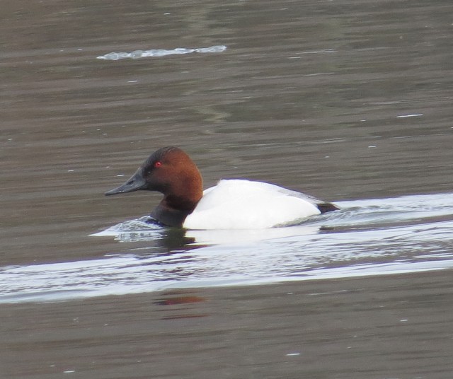 The appropriately named "Redhead." He's a striking bird. 