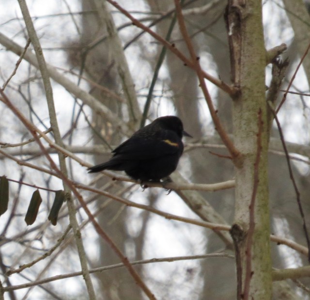 Glimpse of a Red-winged blackbird (sorry about the poor quality) 