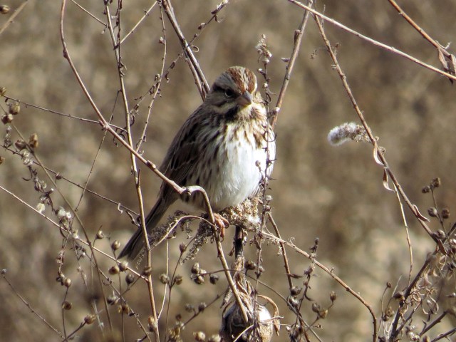 Poorly identified sparrow - can't even tell you the gender - sorry. I think that's an egg case of some sort below it on the stem. 