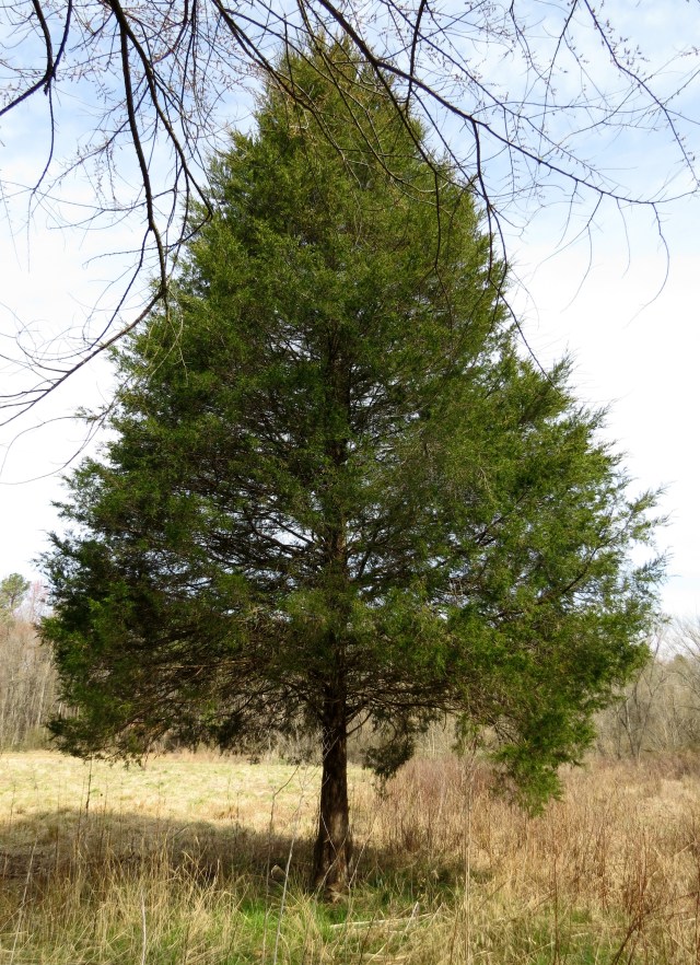 Eastern redcedar (Juniperus virginiana) 