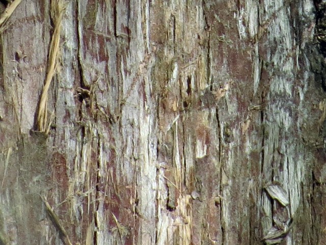 Eastern redcedar bark 