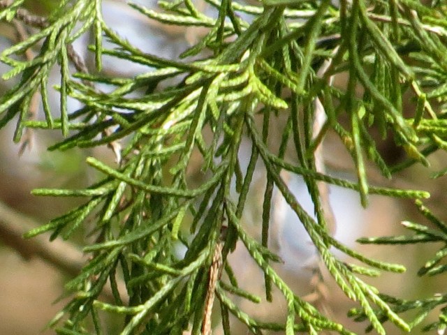 Eastern redcedar foliage