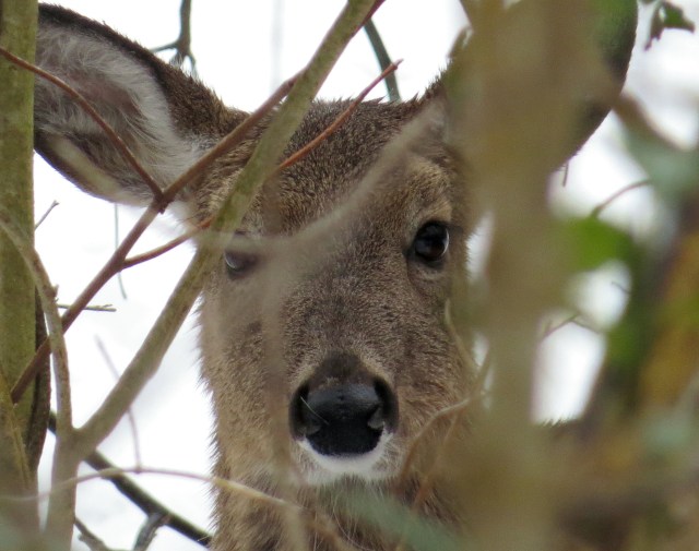 Isn't that a nice look? Whitetail deer are "ruminants" and it is my anthropomorphic opinion that is a ruminative expression. 