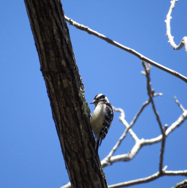 Elegantly attired in black and white