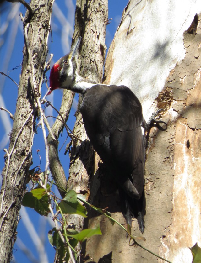 Female Pileated woodpecker, from the sunny side: 
