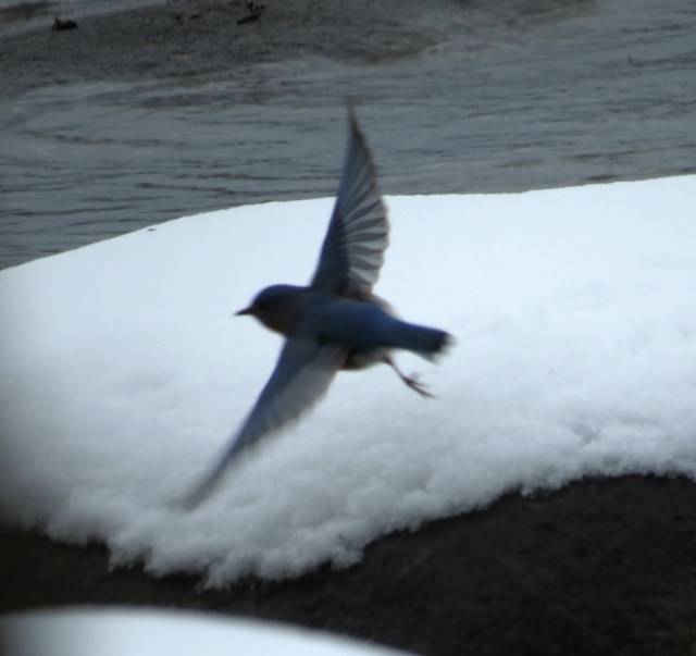 Flying bluebird - isn't that elegant? 