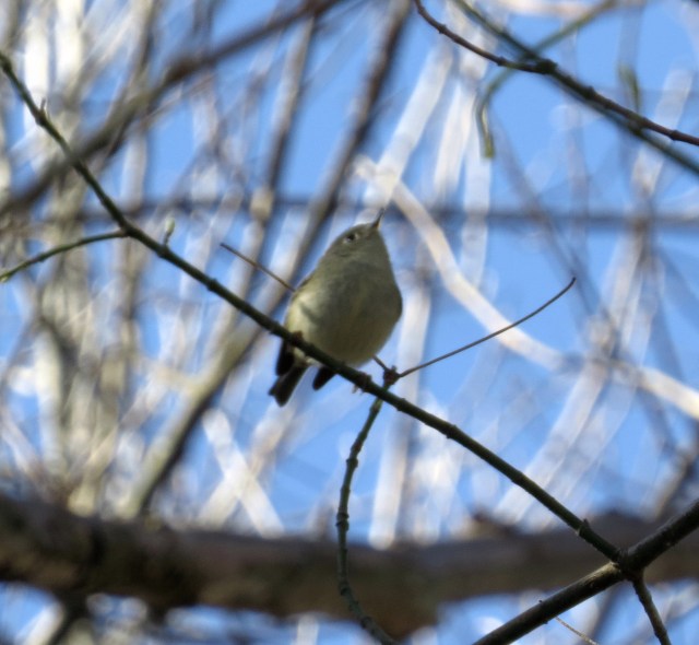 I think this is a Ruby-crowned Kinglet. Confirmation or correct identification will be credited in this space w/in 60 minutes of my reading or hearing it.