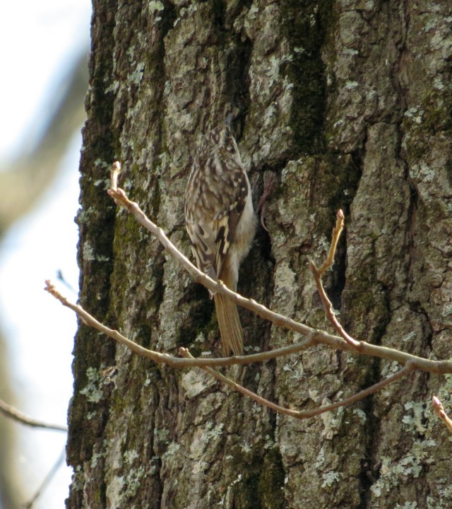 Brown Creeper - in the center, facing up. Can you believe how small and invisible that is?