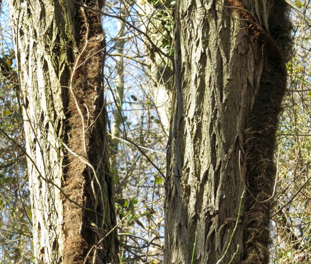 Twin locust trees - the deeply furrowed bark is easy to recognize. 