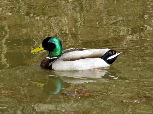 How did evolution select for this color?