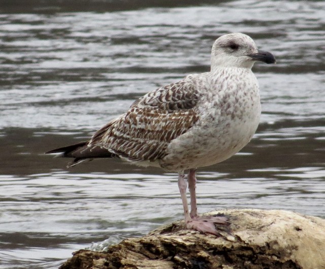 An as-yet unidentified gull. It's a big one. 