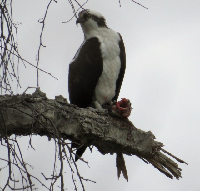 Late afternoon dining: 