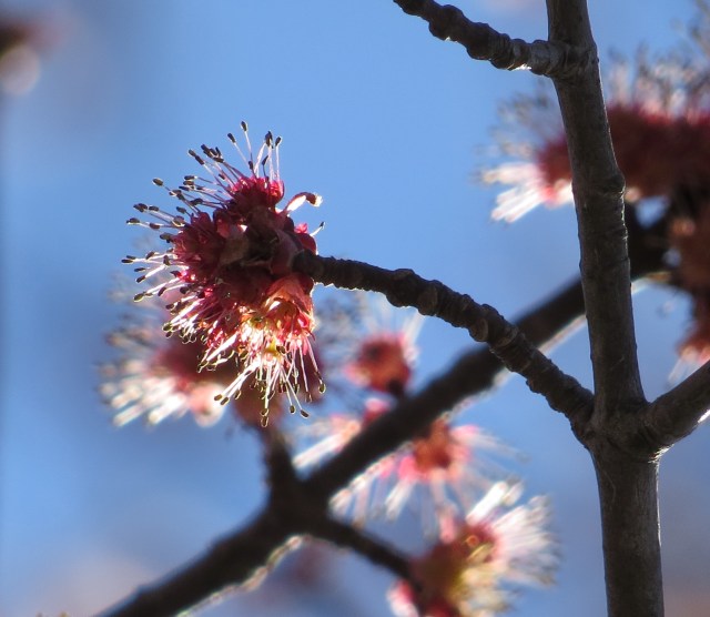 White oak (Quercus alba) bud - if I'm not mistaken - and I might be! 