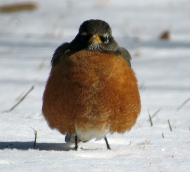 It looks fat. But I believe it just had its feathers puffed out to keep warm. Spring is almost here, but not almost enough to keep warm in the snow. 